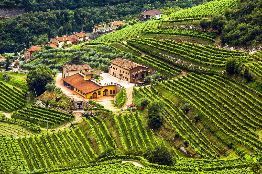 Winery and terraced vineyards in Valpolicella, vine-covered hills and tiled roofs
