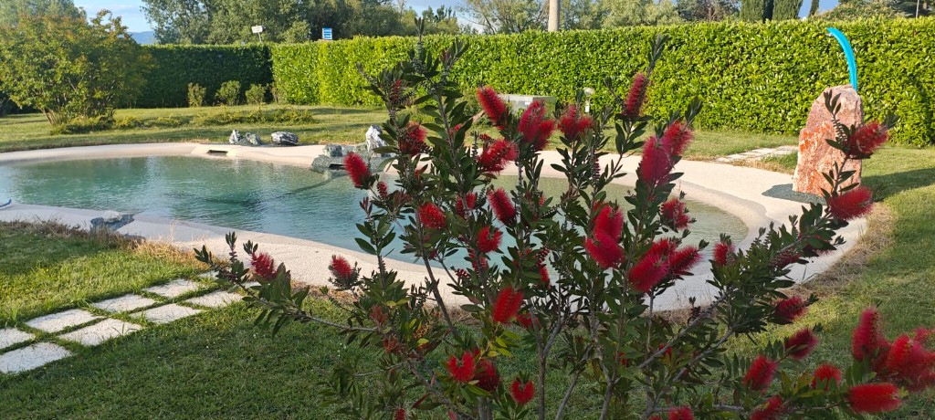 Piscina naturale nel giardino con il callistemon in fiore in primo piano