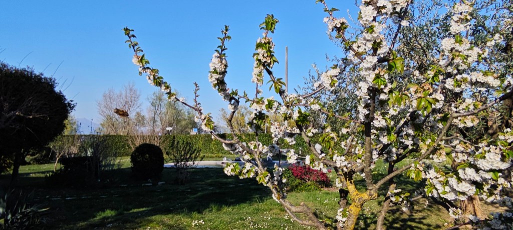 Giardino GioiaSulGarda a Peschiera del Garda